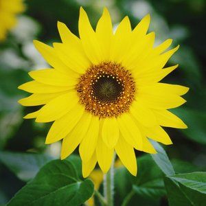 Meet your Posher, Yesenia